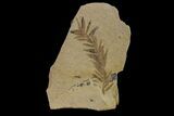 Dawn Redwood (Metasequoia) Fossil - Montana #153684-1